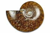 Polished Ammonite (Cleoniceras) Fossil - Madagascar #339262-1